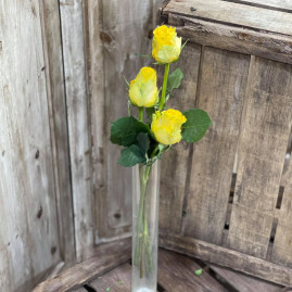 Rose jaune x3 6€
