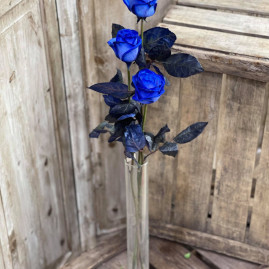 Rose Bleu X3 9€