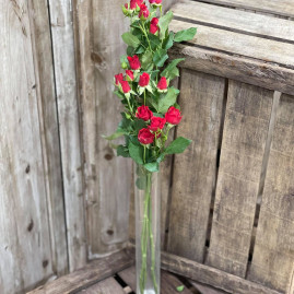 Rose Branchue rouge X3 4.50€