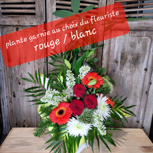 Plante garnie du fleuriste ROUGE/BLANC