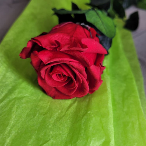 Rose éternelle longue tige rouge