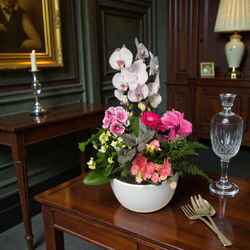 Symphonie d'orchidées rose soutenue